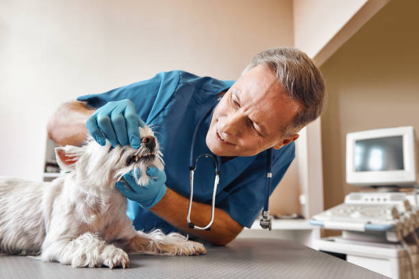 Best Emergency Dental Care for Broken or Chipped Teeth in Midvale, UT